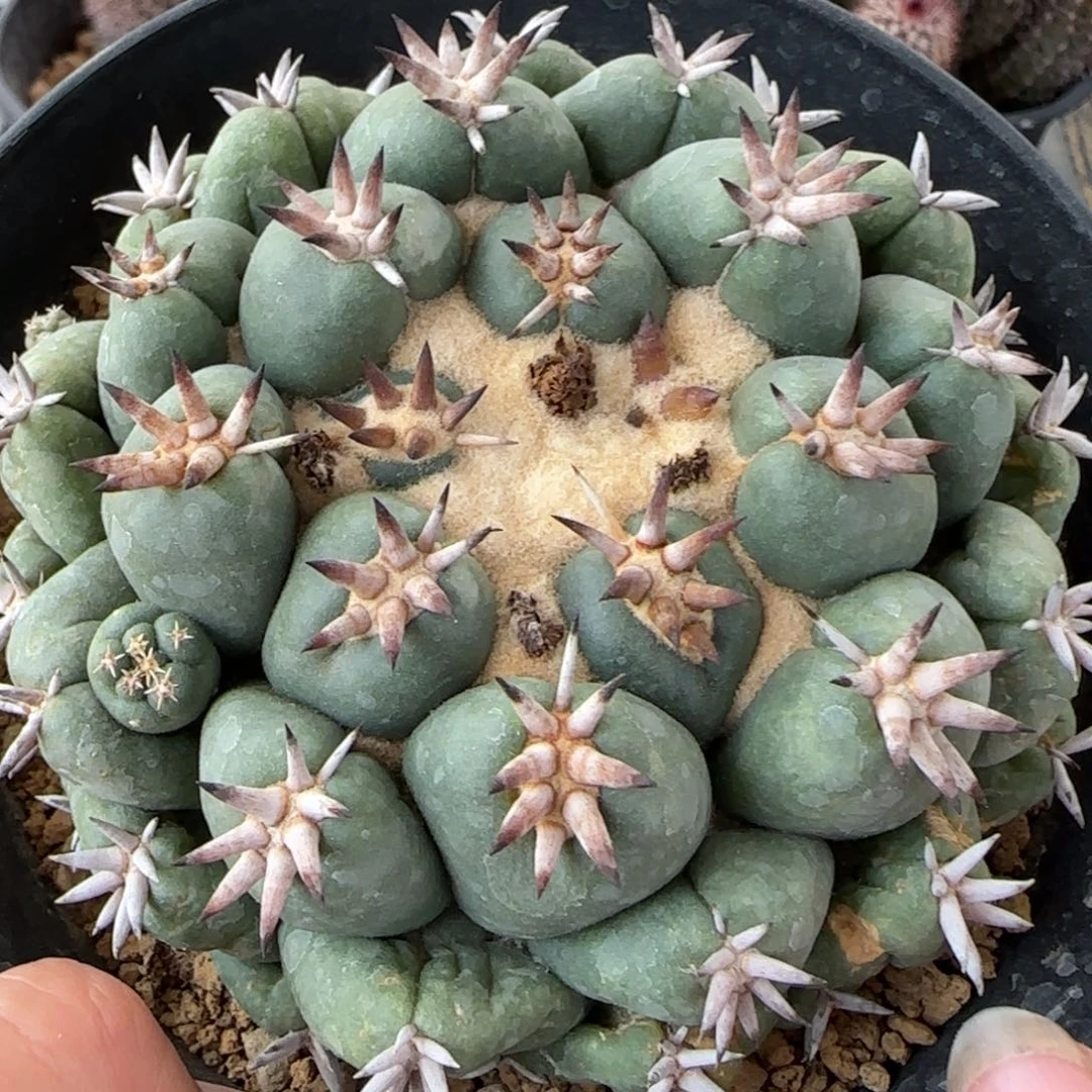 萝卜根短豪刺象牙多肉