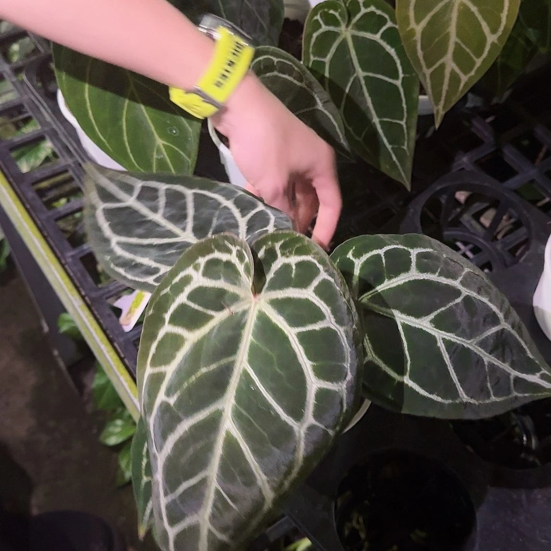 完全开放米歇尔杂M188