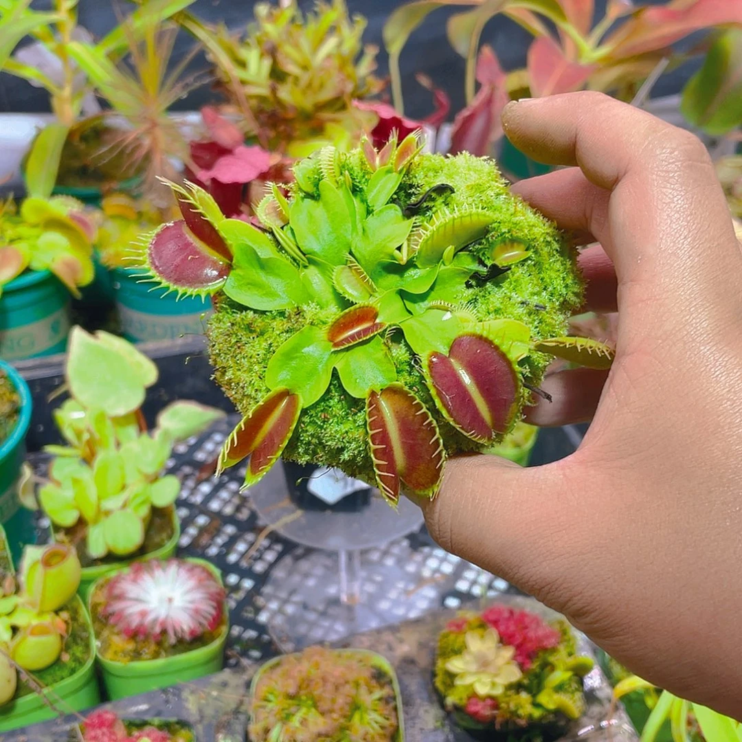 完全开放泰坦捕蝇草2