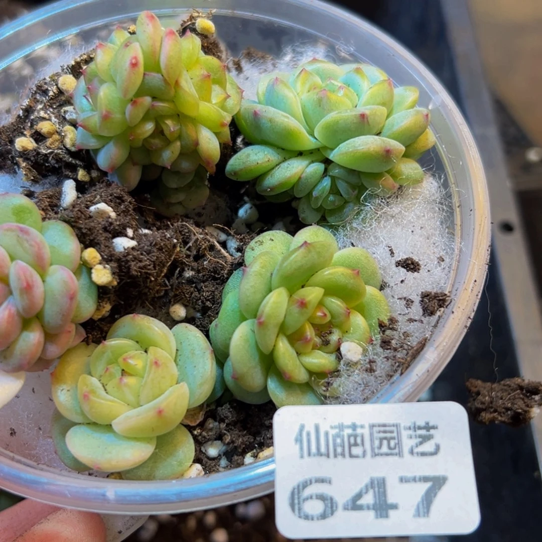 647多肉葡萄的味道是真的