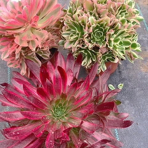 姐****?722法师3棵多肉植物