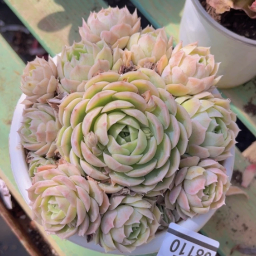 【闪购商品】昂斯诺08110