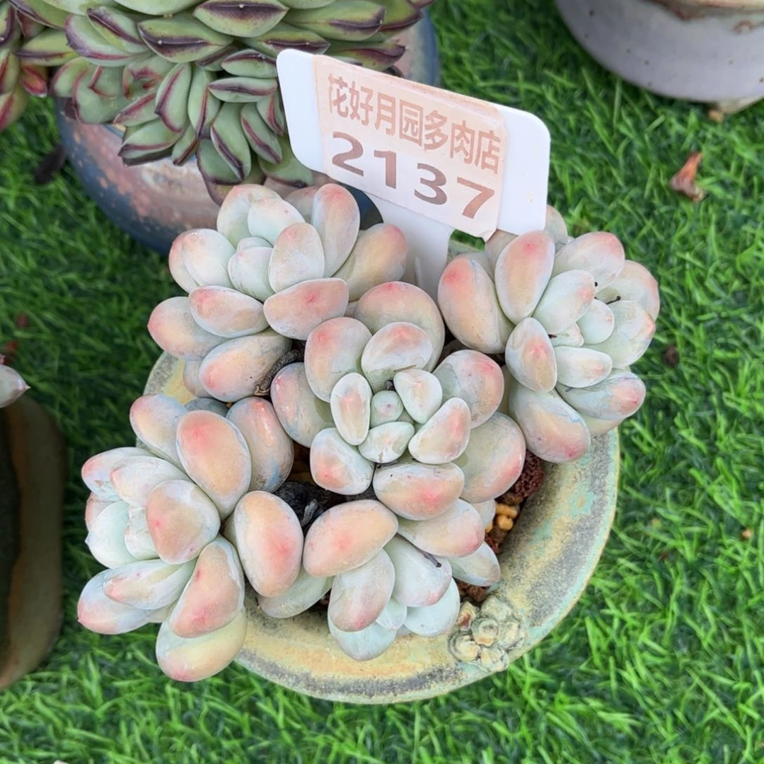 C***没多肉植物2137不带盆