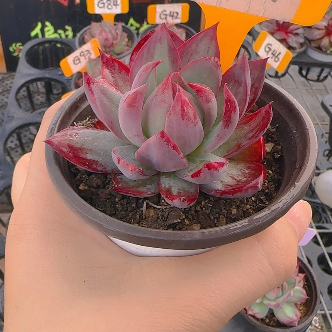 月**！G34 惊鸿仙子多肉