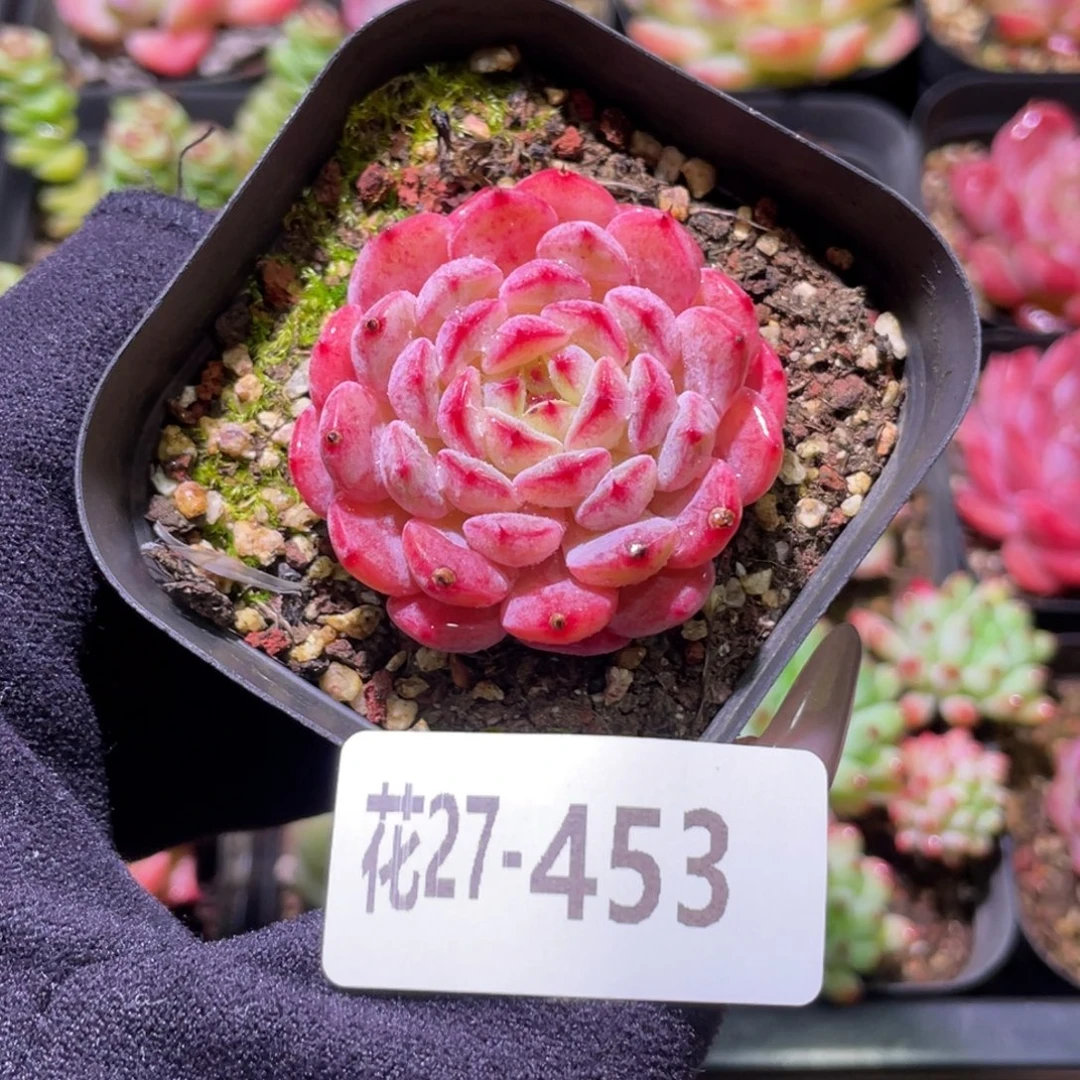 花利美27-453哈尼