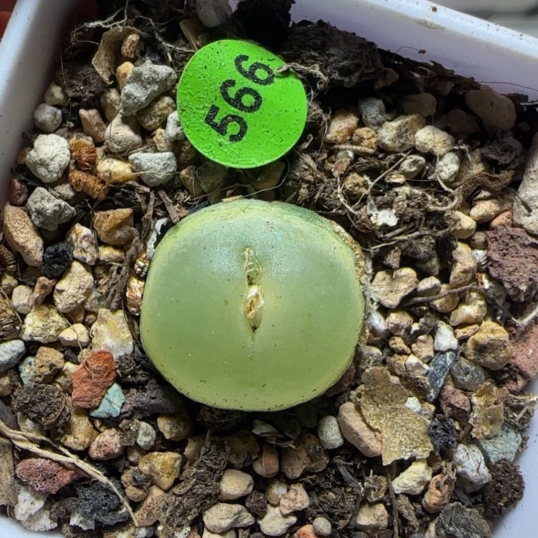 拉登1.6+多肉植物566
