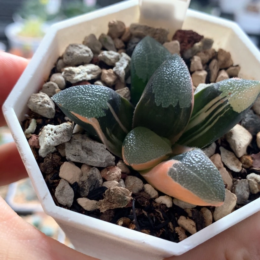 【闪购商品】636网文克