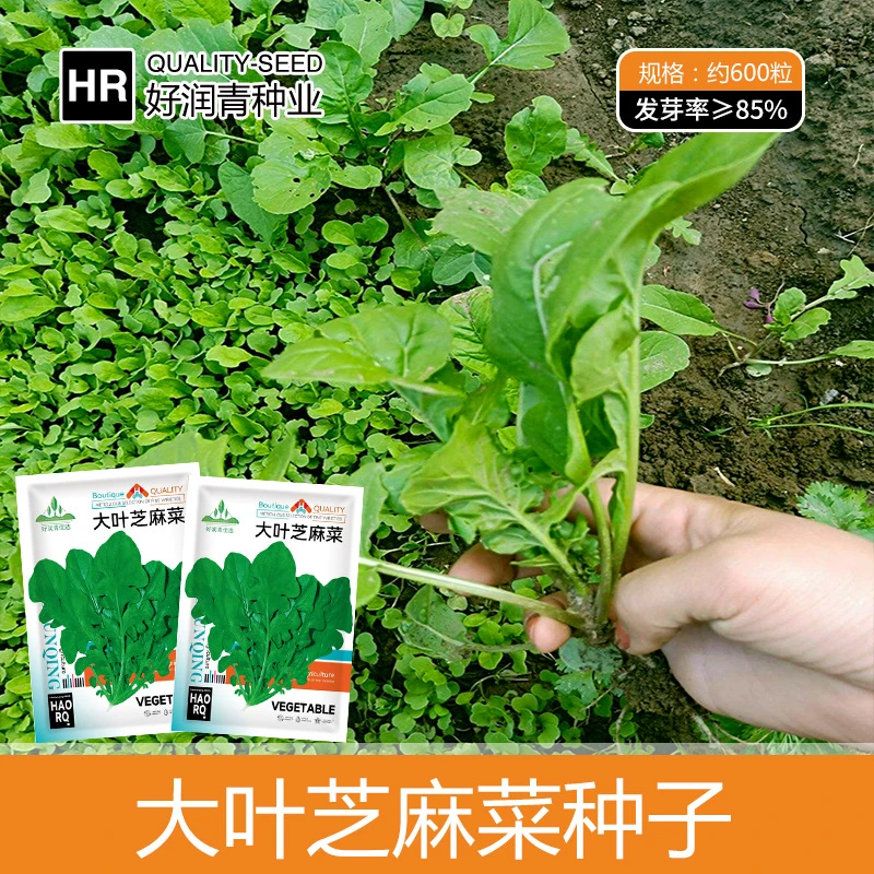【全店满5包包邮】大叶芝麻菜菜种子东北臭菜四季口口香青菜种籽