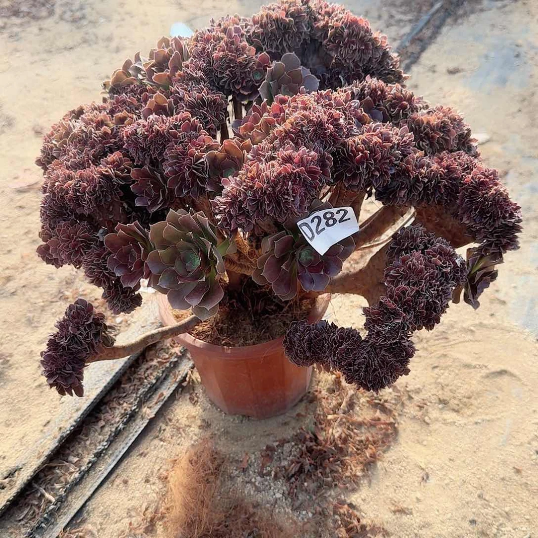 282玫瑰朵朵一颗呀呀