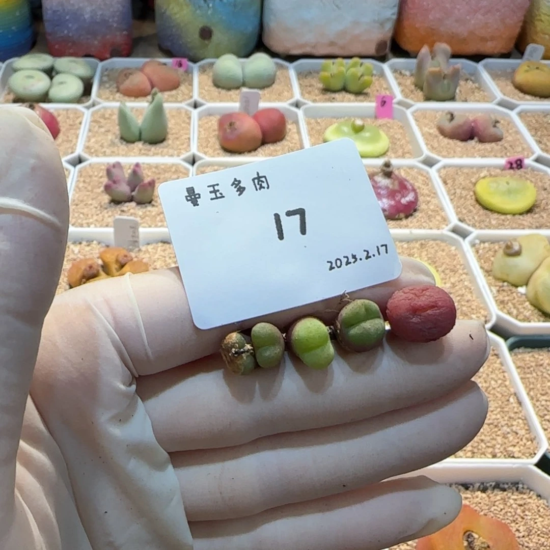 毛**?多肉多肉多肉2.17-017