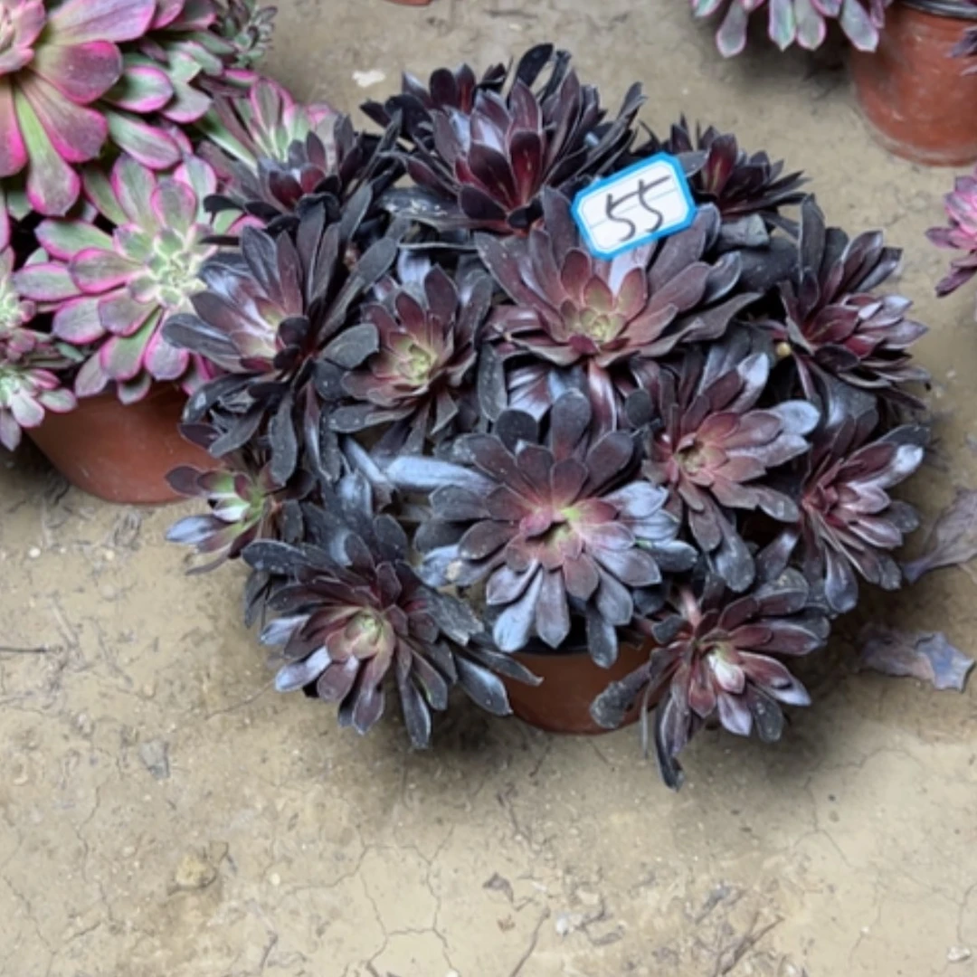 【闪购商品】多肉植物墨法师没跟55