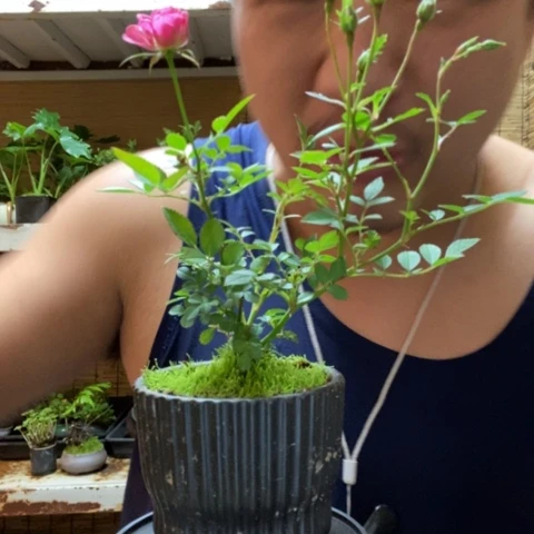 红陶英*一物一拍所见即所得323