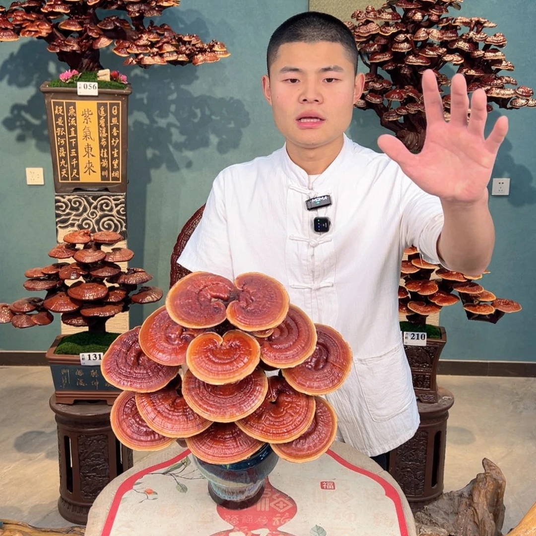 无花朵88888885555