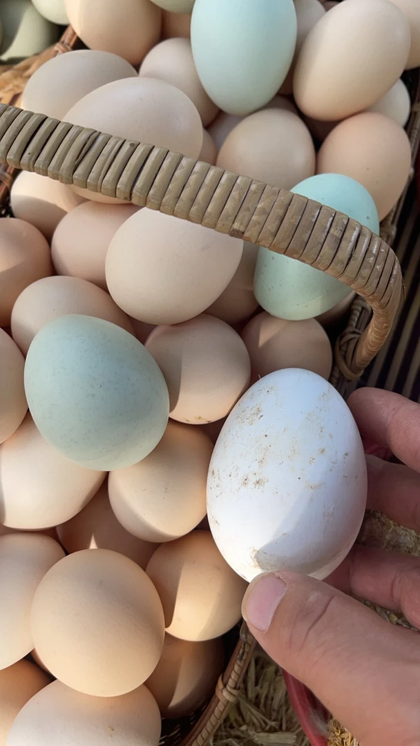 黄河滩散养土鸡蛋