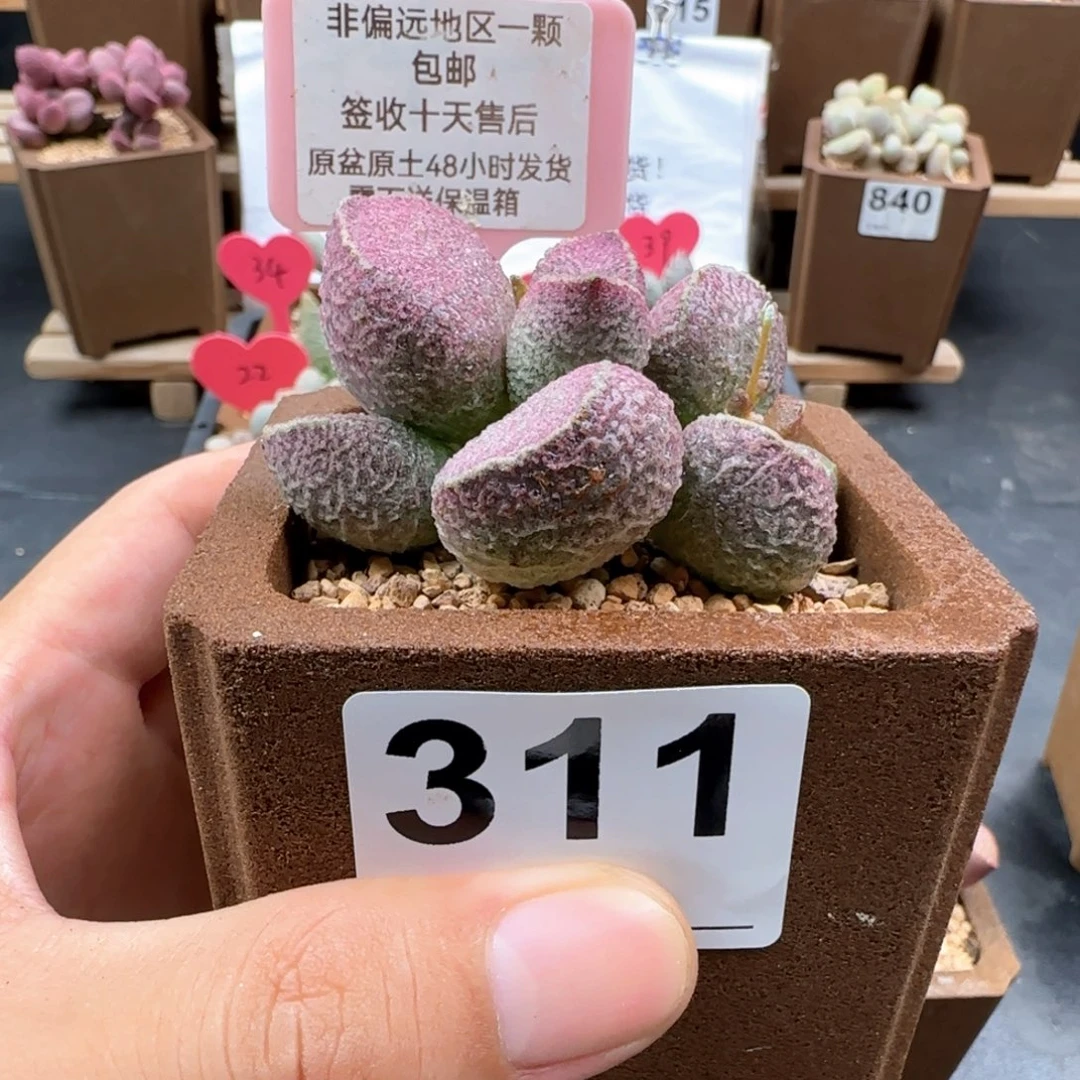 浪**。311丸叶哈莫猪肝多肉植物