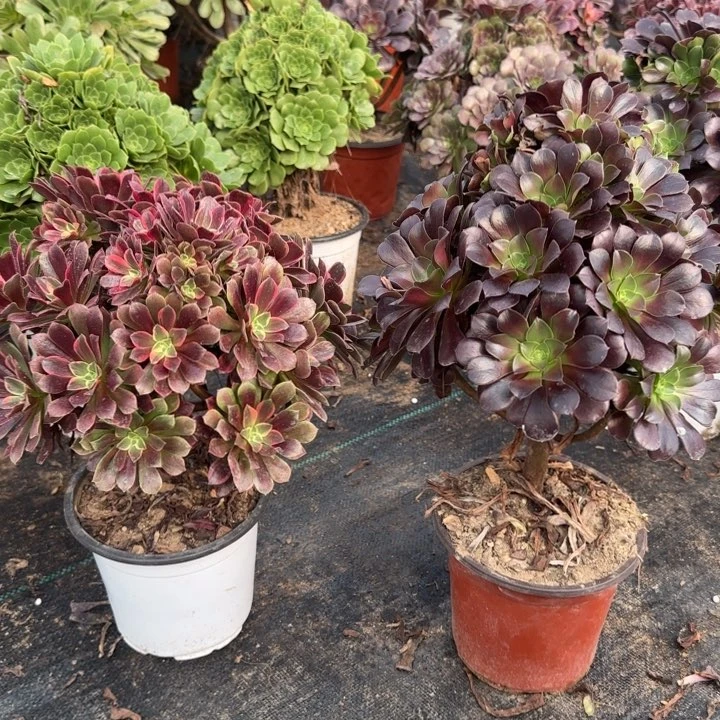 金丝雀妖➕欧紫包邮。