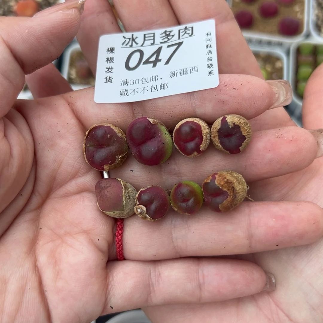 047吕红裸根发货