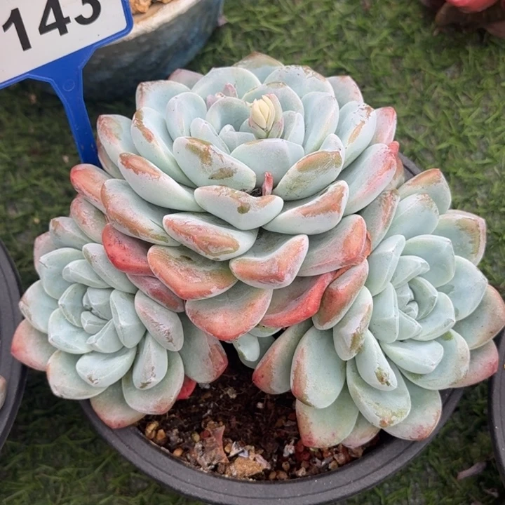 冰玉一物一拍143.