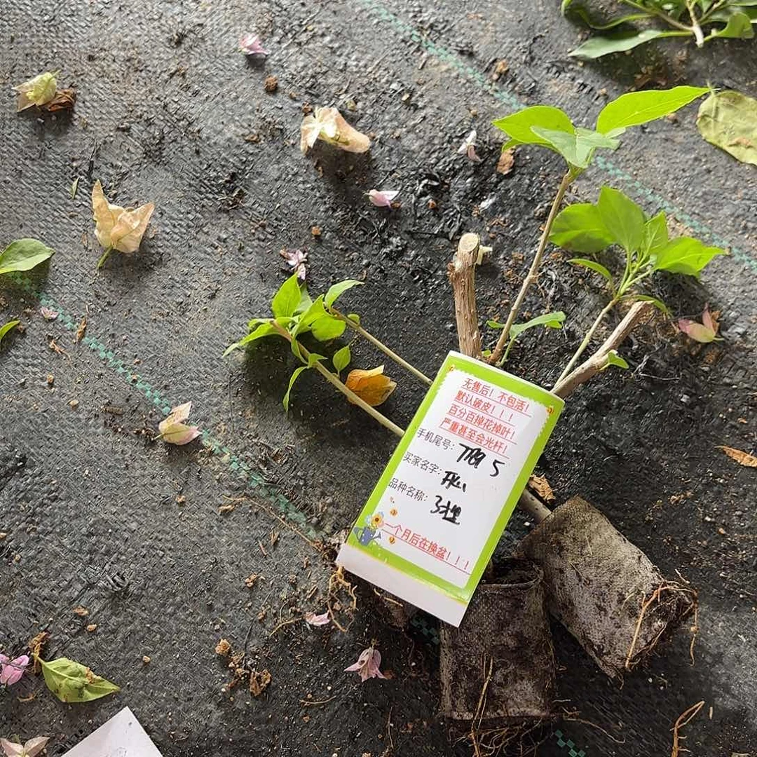 开***丁当前无花朵，栽培后可花朵袋苗盲盒三颗