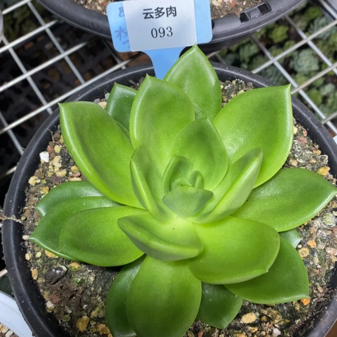x093-直播福利 翠花