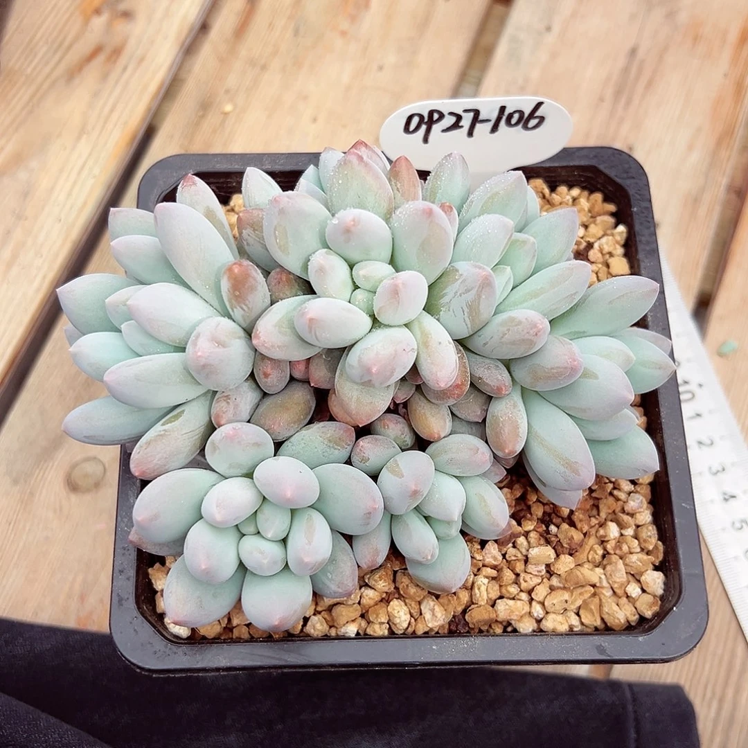 0927-106香所群。。。。
