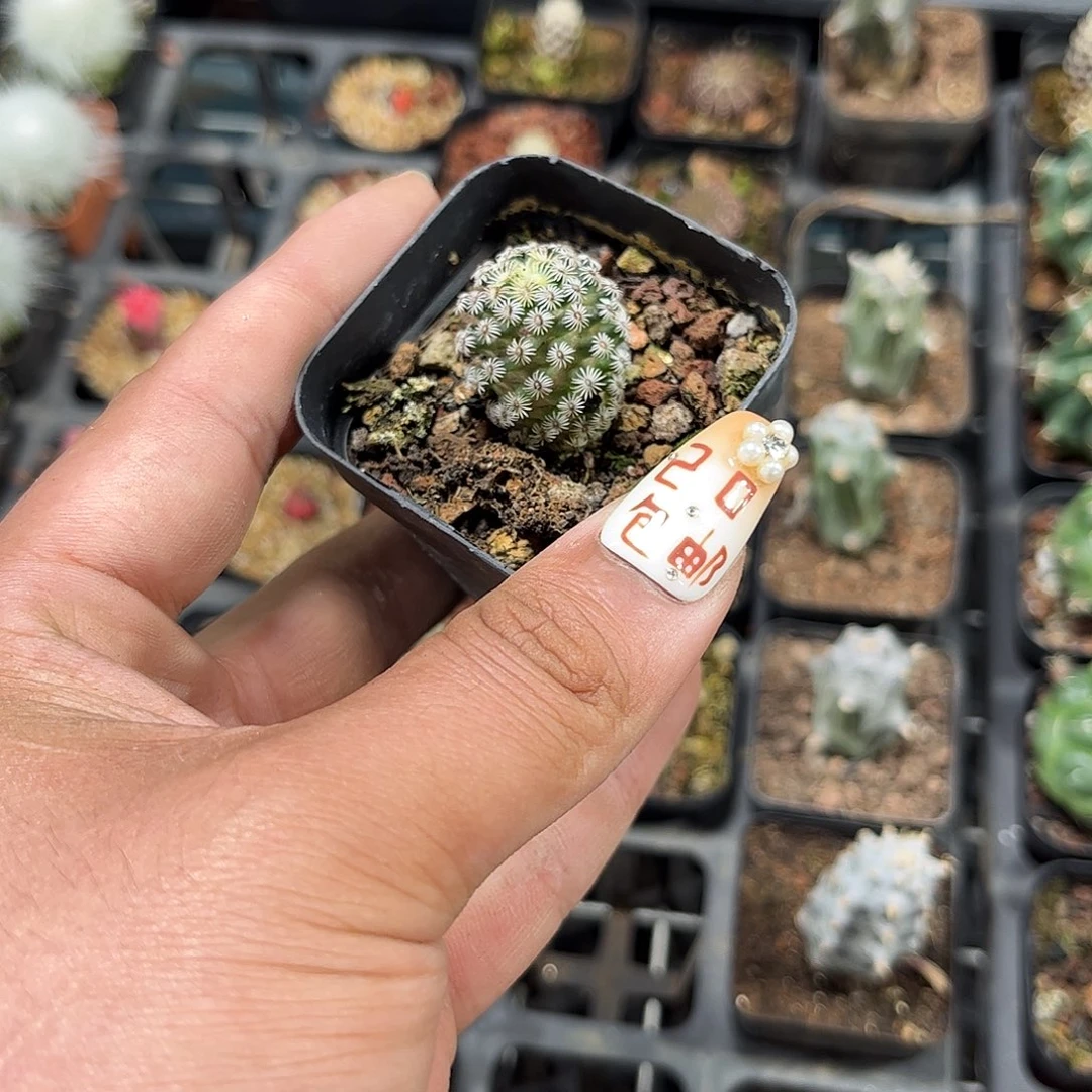 克式丸单头发货单头发