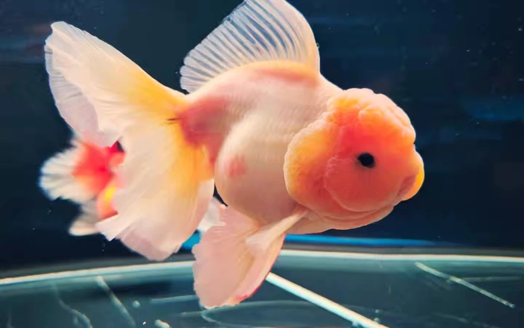 精品泰狮两单包邮 自家观赏鱼 （图片仅供参考）