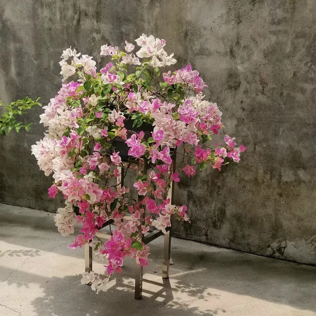 【百变红樱】三角梅盆栽四季开花地直发三角梅苗勤花爬藤阳台好养