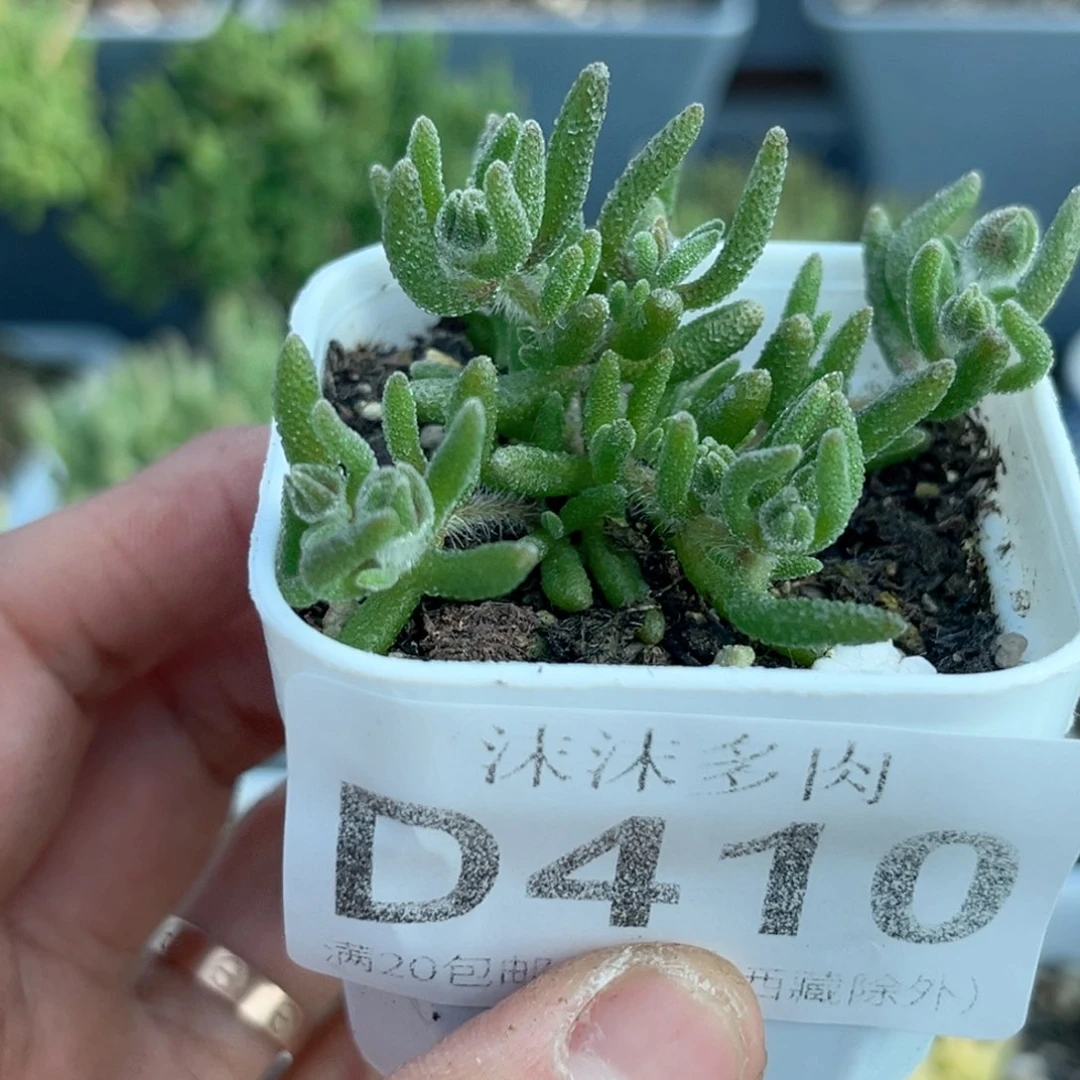 410狐尾枝干番杏