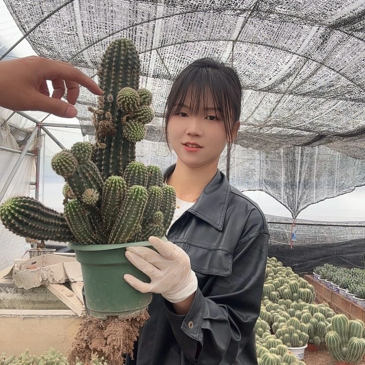 大号金刚（掉头掉崽不售后）