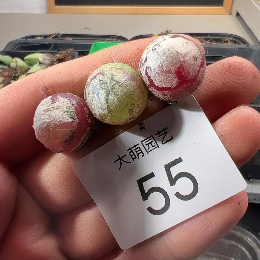 一物一拍。     55