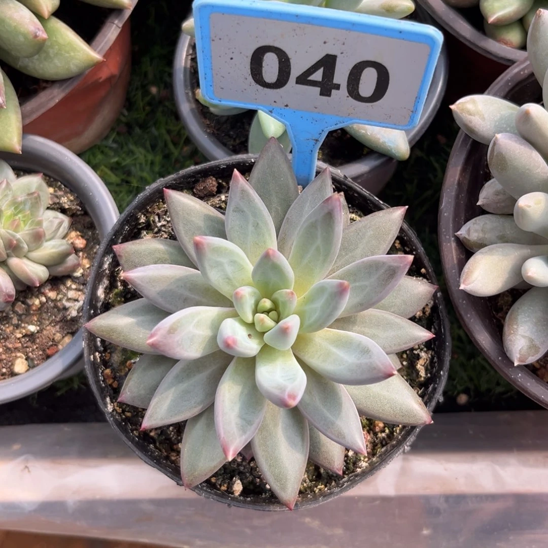 多肉植物虞美人040