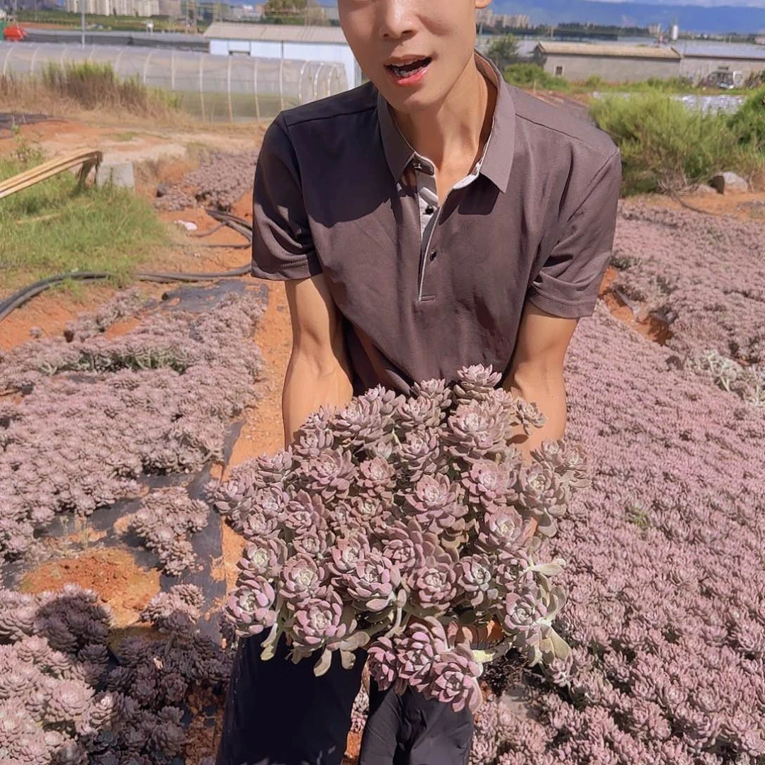 地栽大阿伦陪多肉