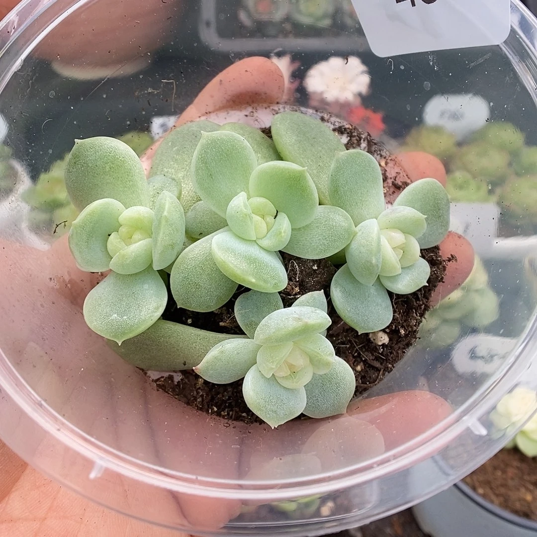 一物一拍一物一拍926-450
