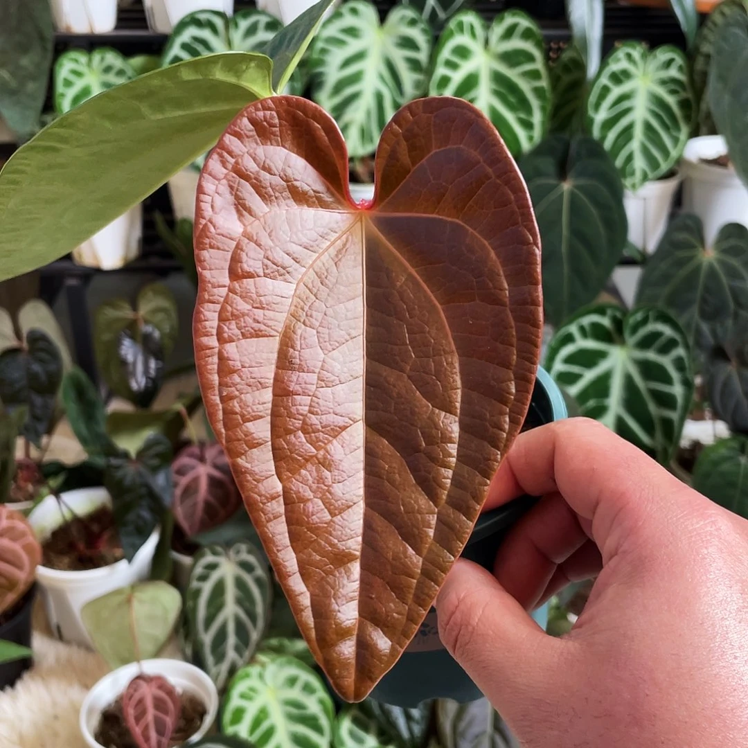 完全开放bvep杂奢华