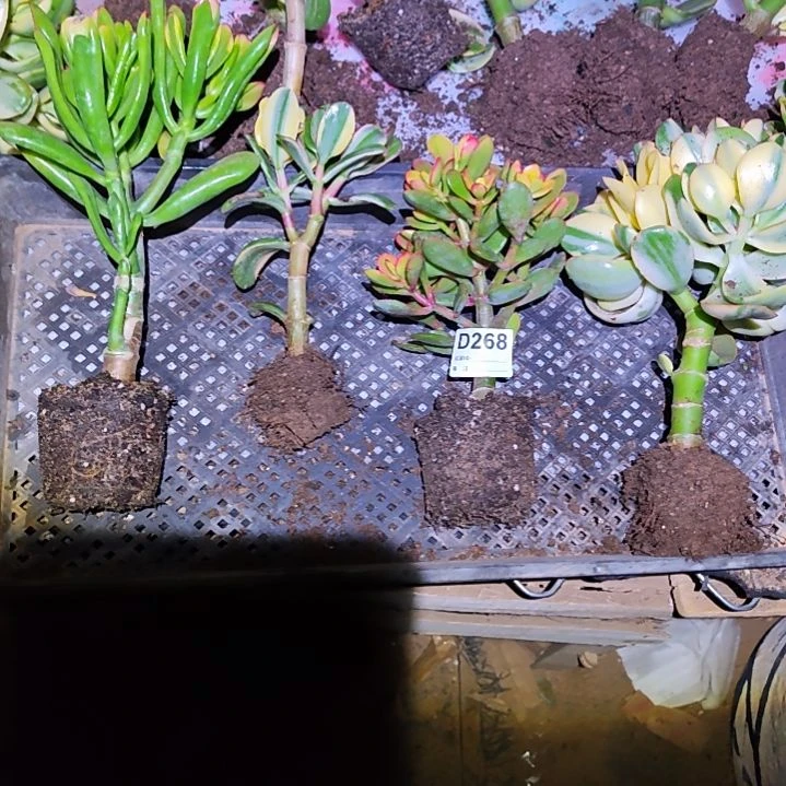 浮***萍四棵不同品种花月268