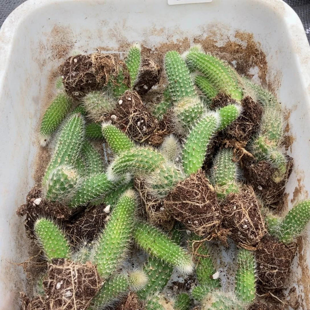 293九尾狐20颗带盆土发货