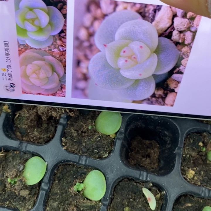 财富19号芽苗一个多肉