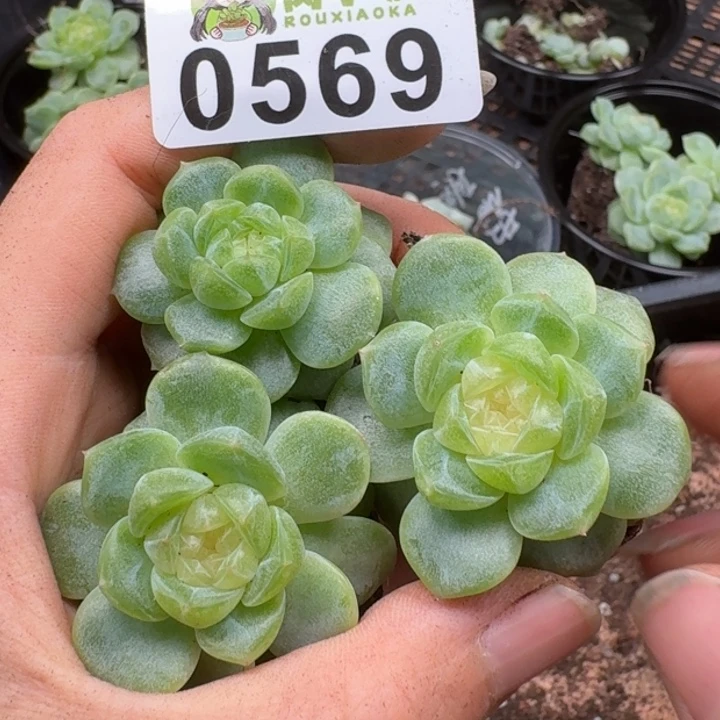 多肉植物多肉植物