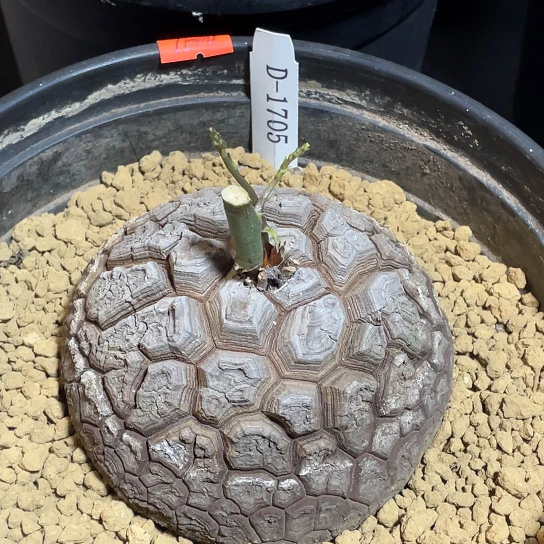 1705盆栽精品龟甲龙