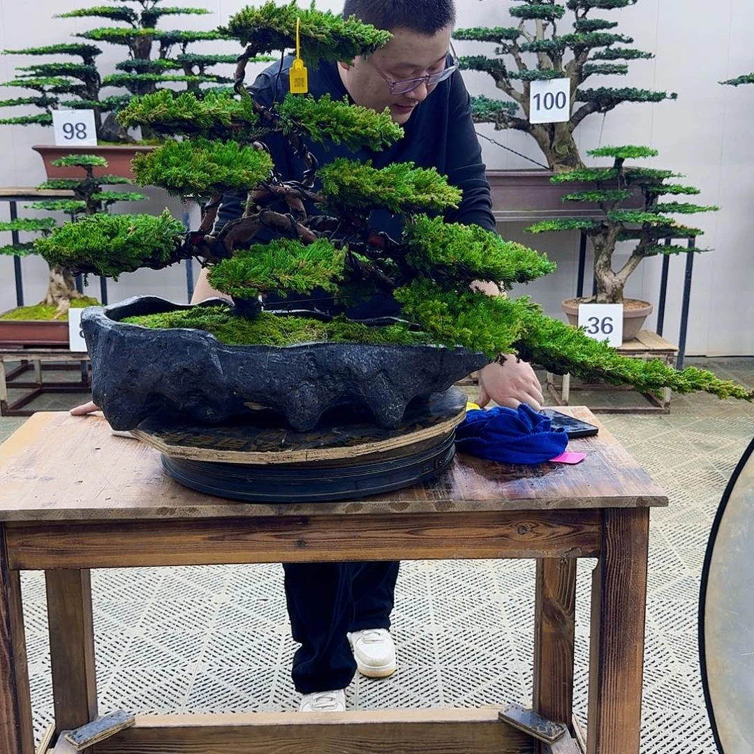 无花朵柏树造型盆景