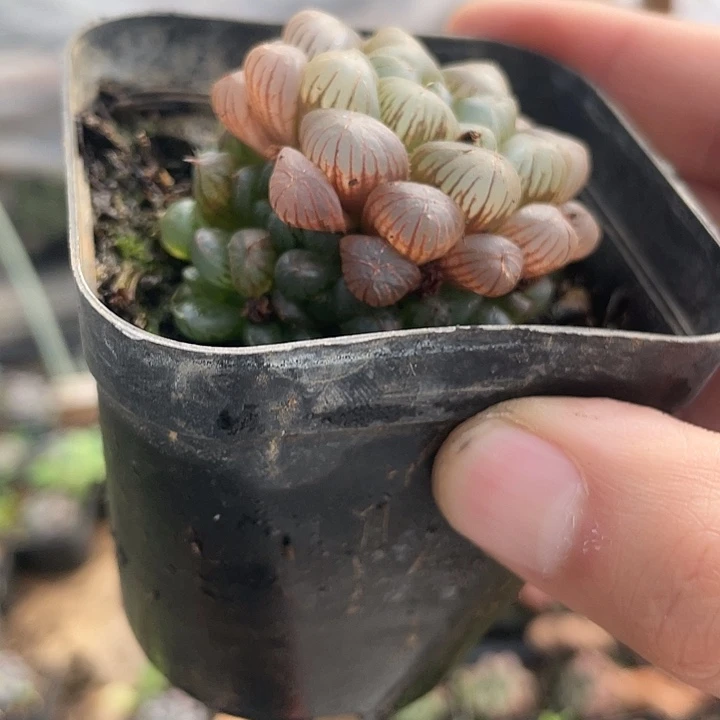 自然景红线姬玉露 5 颗装专属闪购