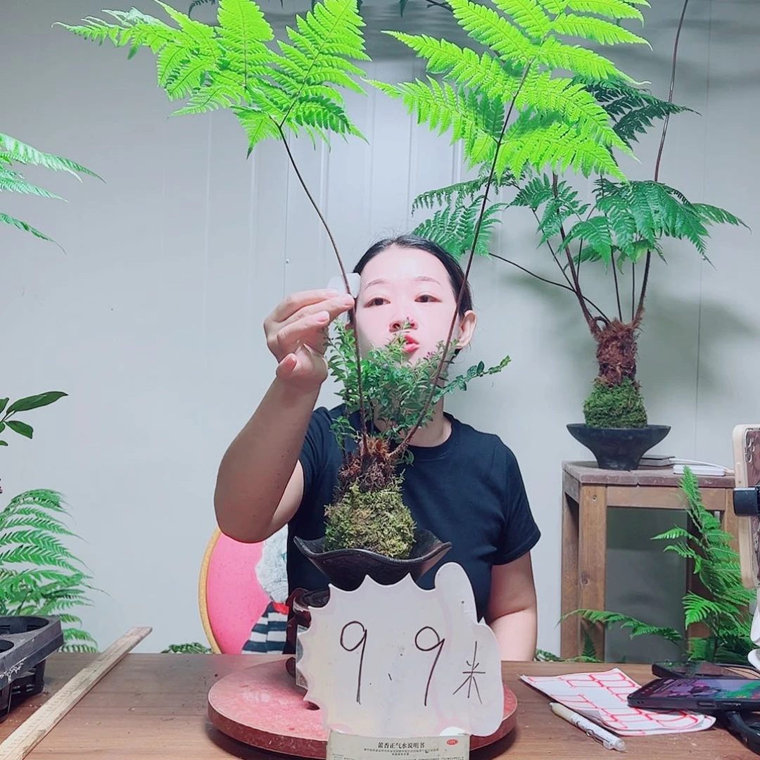 无花朵北****妮金丝虹鳞蕨