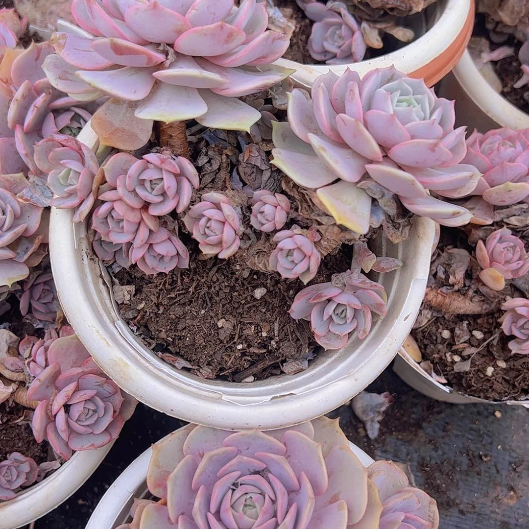 2盆粉蝶 多头群生160杯