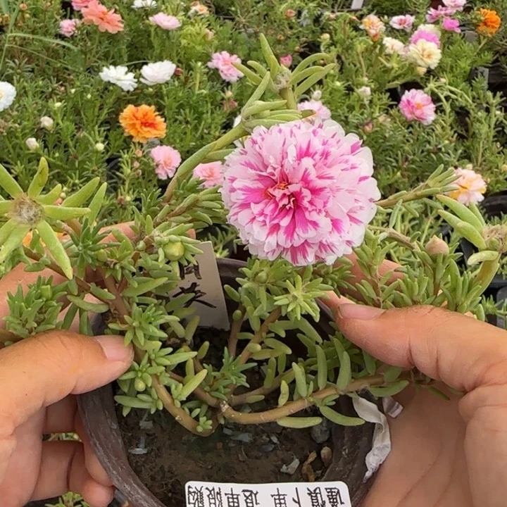 当前无花朵，栽培后可花朵B097超小苗盆口10cm