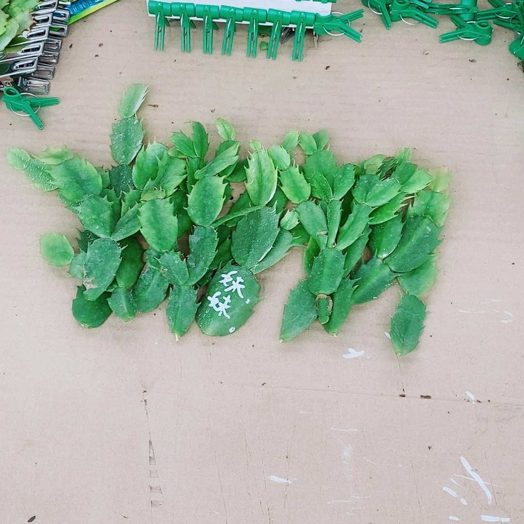 取***难无花朵叶片福利一物一拍