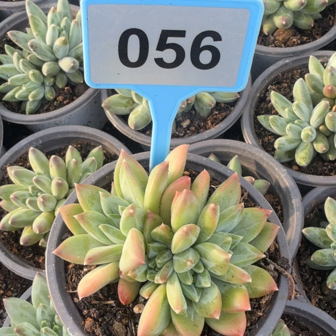 多肉植物一物一拍056