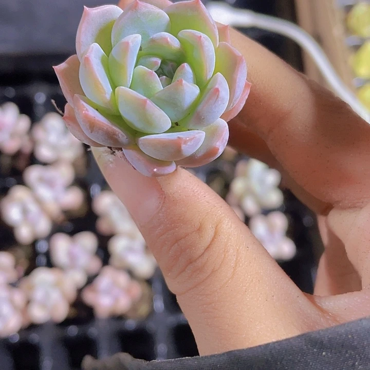 虫*27精品梦朵挑出来的一颗