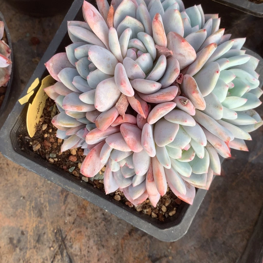 无花朵10头无砍花花花花花花花