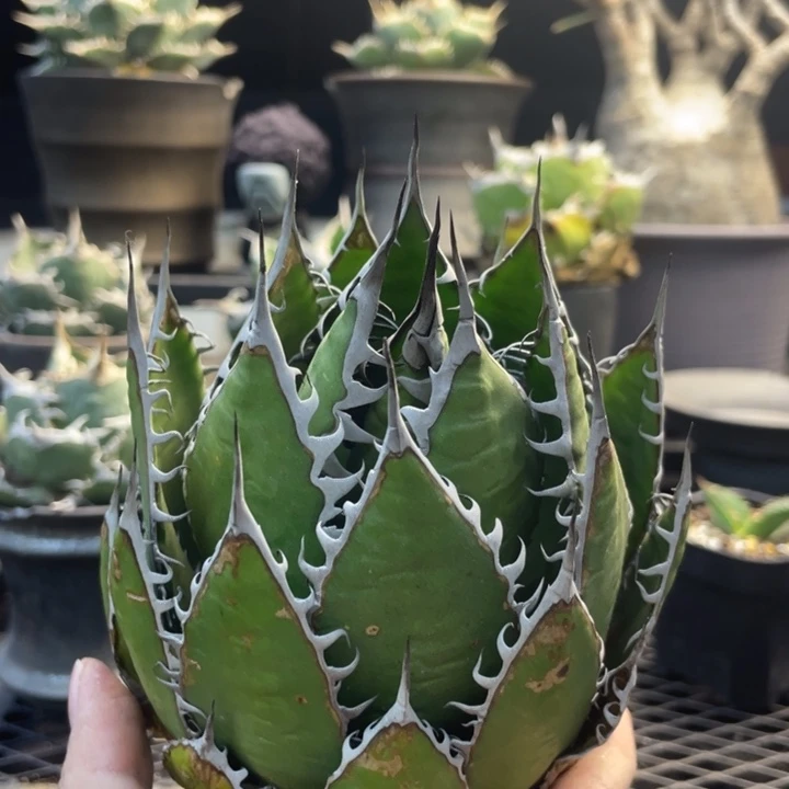 【闪购商品】与***?强密刺